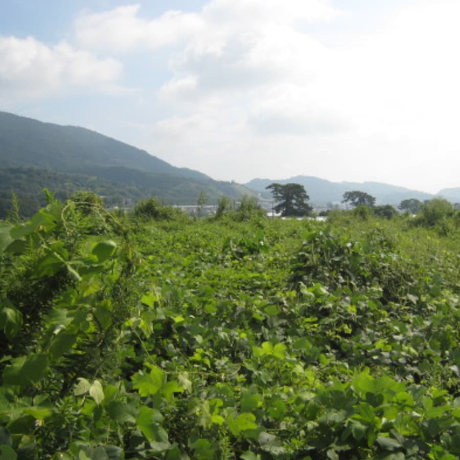 埼玉県幸手市の農地・遊休地維持管理